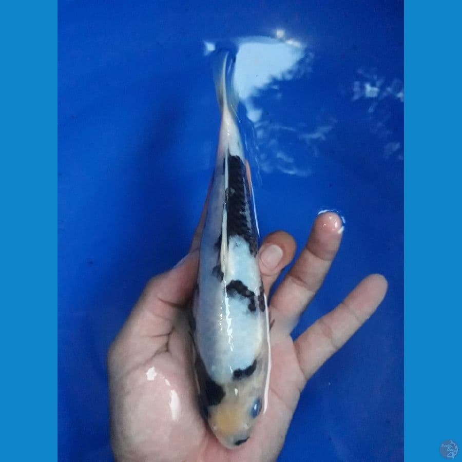 Shiro Utsuri 20bu 
