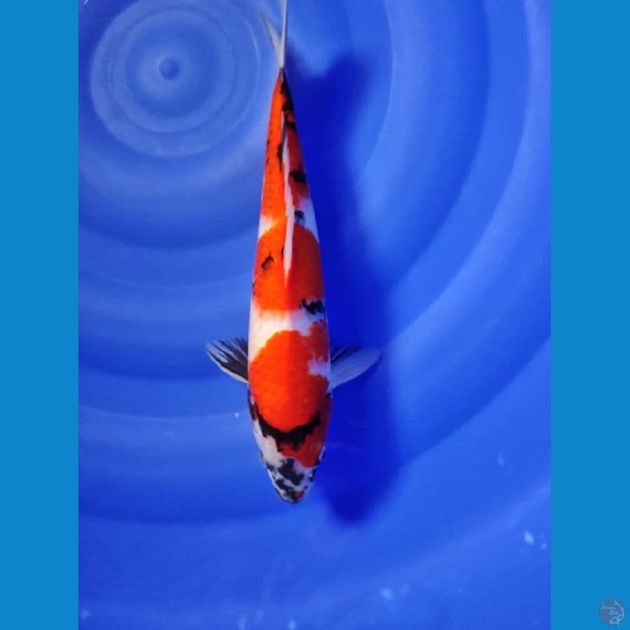 showa male 34cm 