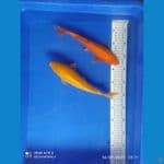 benigoi karasi 28 cm