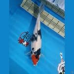 tancho showa 45 cm ori.