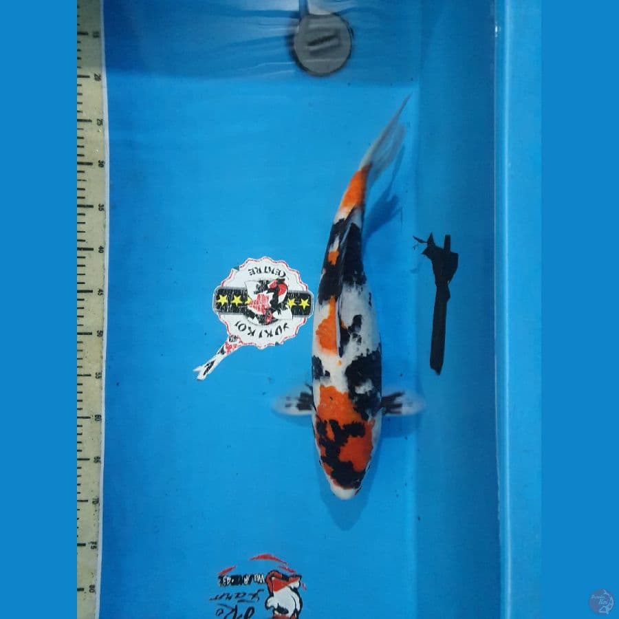 Showa 45 cm. 