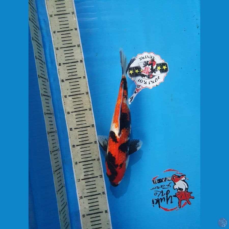 Showa Ginrin 38 cm