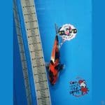 Showa Ginrin 38 cm