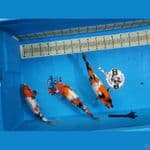 Showa Ginrin 35 Bu