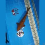 chagoi 40 cm