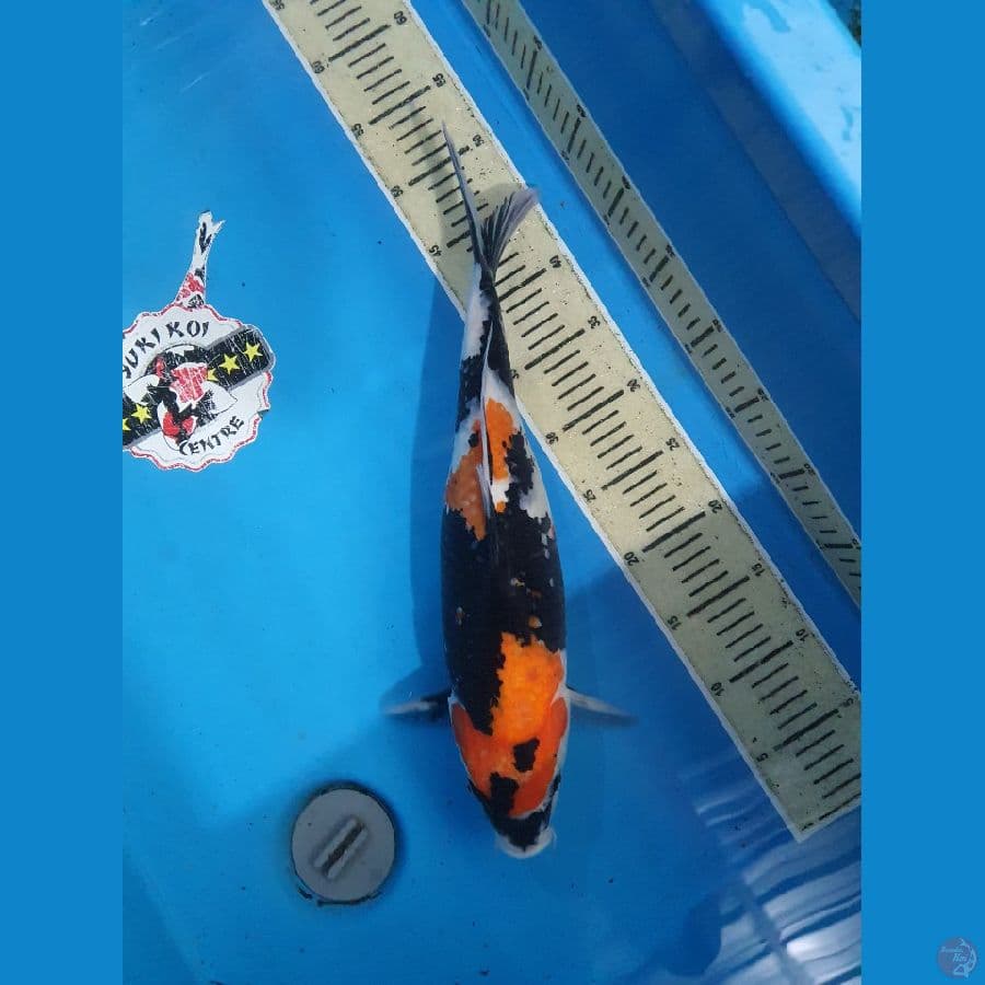 showa 44 cm