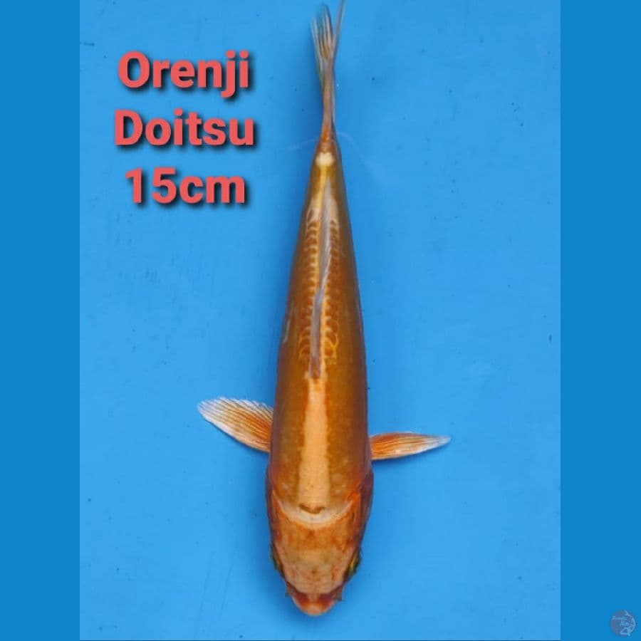 GENJIRO ORENJI DOITSU 15CM