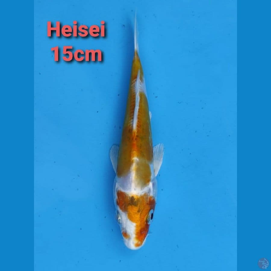 GENJIRO HEISEI 15CM