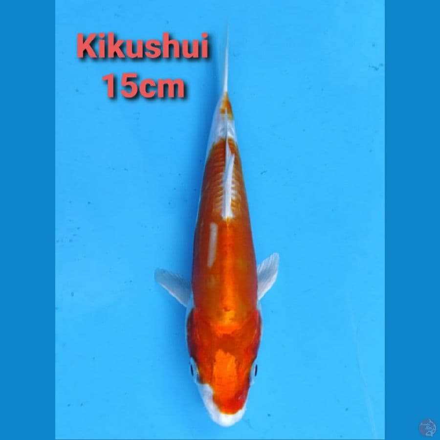 GENJIRO KIKUSHUI 15CM