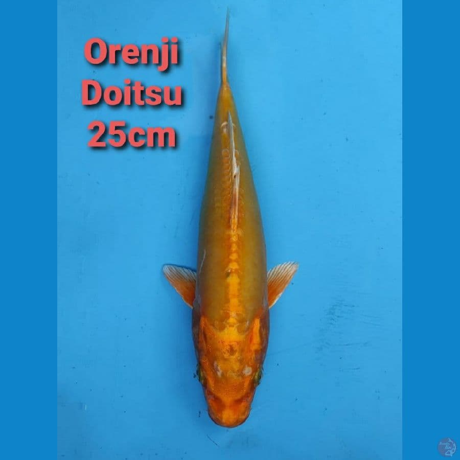 GENJIRO ORENJI DOITSU 25CM