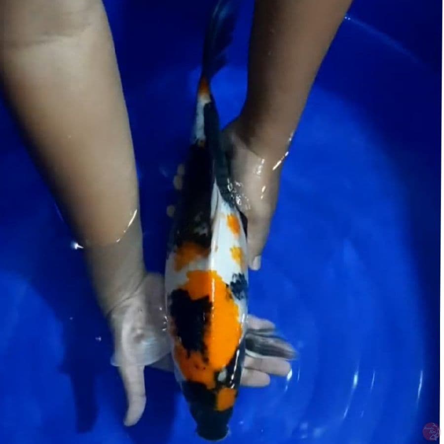 #SHOWA SANSOKU #SIZE 37 CM 