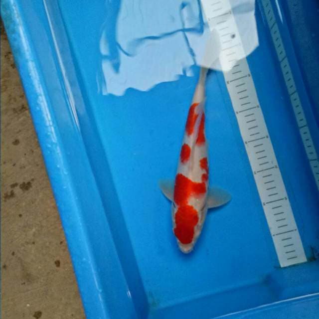 Original Male 33 cm
