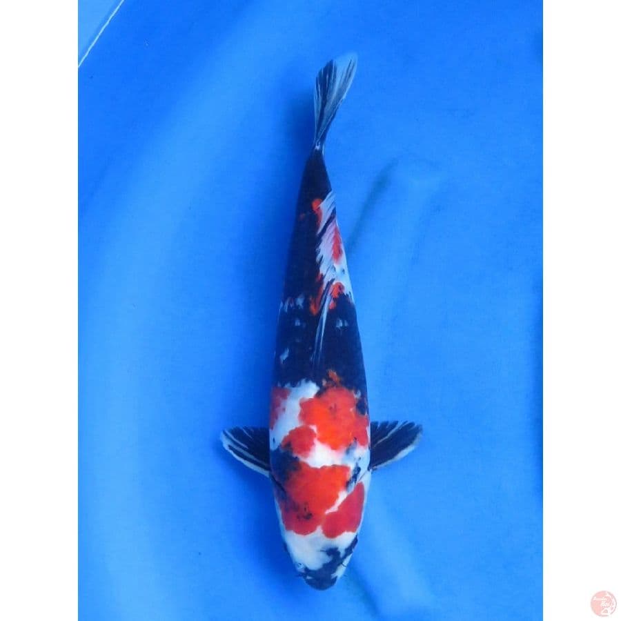 37cm , Red Showa Bulky