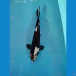 cakep Shiro 32 cm male