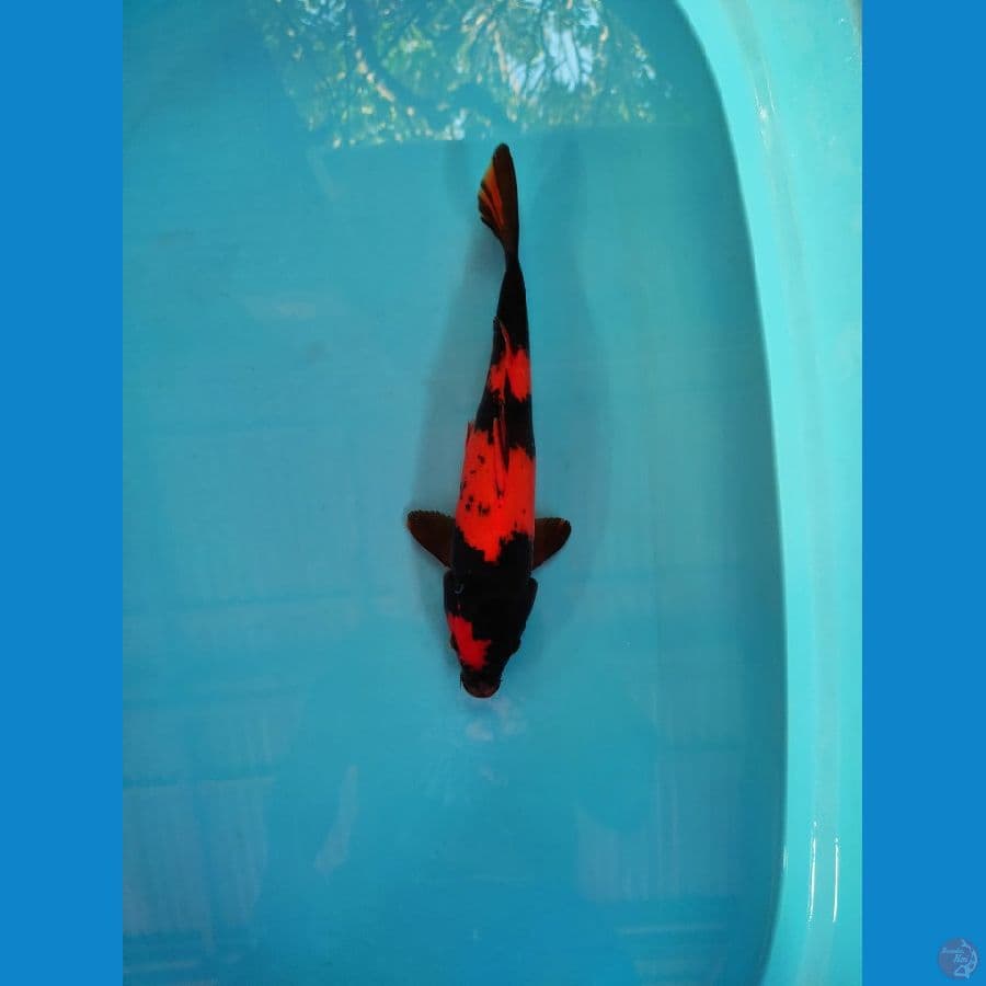 Utsuri 35cm male