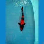 Utsuri 35cm male