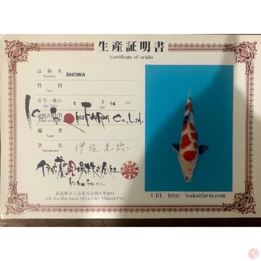 isa showa 35cm 