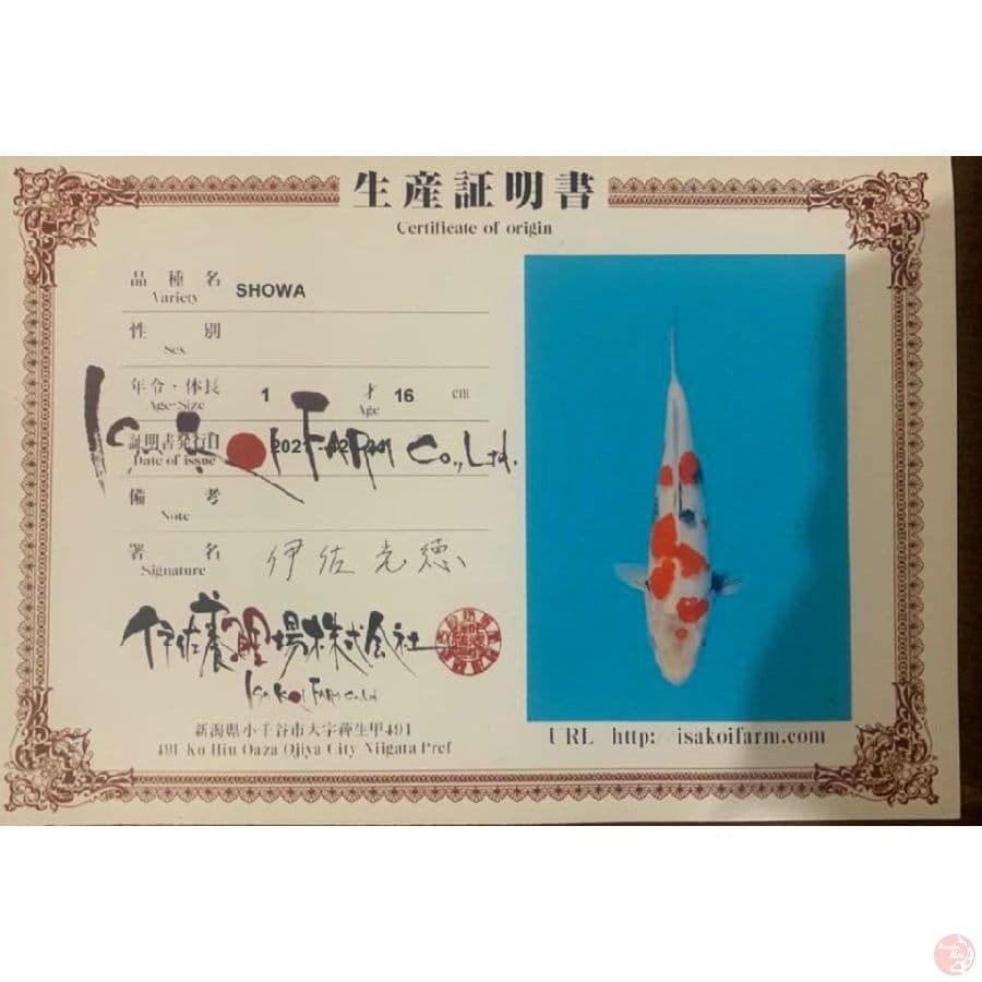 isa showa 35cm