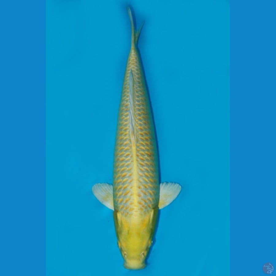 JUMBO YAMABUKI OGON 54CM