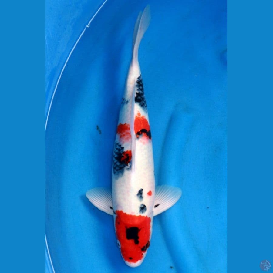 JUMBO KINDAI SHOWA 45CM