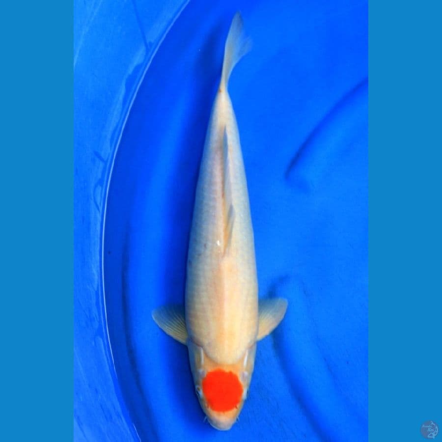 JUMBO TANCHO KOHAKU 45CM