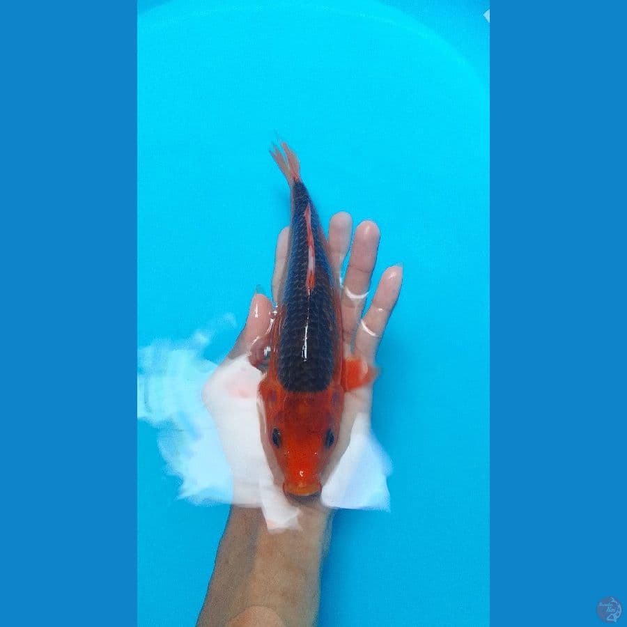 AKA MATSUBA SQ 25cm™