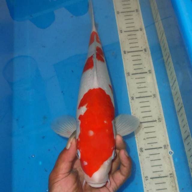 KOHAKU BONSOR