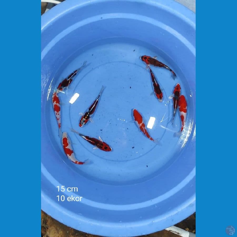 Mix 10ekor 15CM
