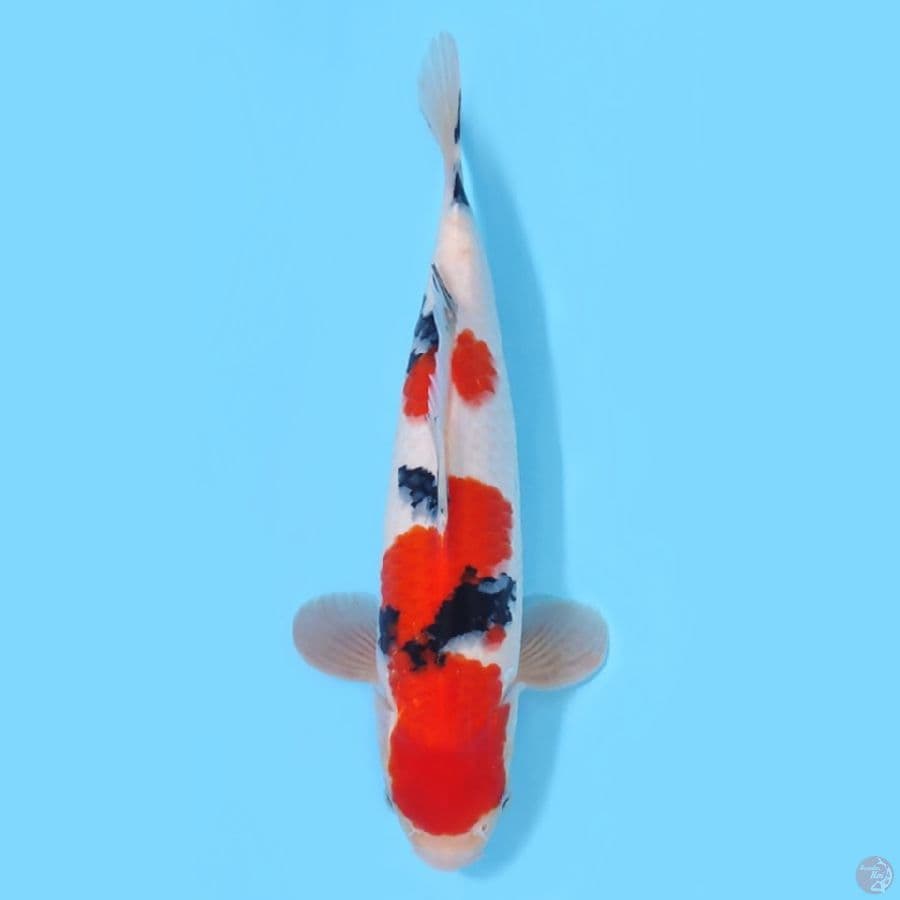 SANKE BERKUALITAS ~38CM/MALE~
