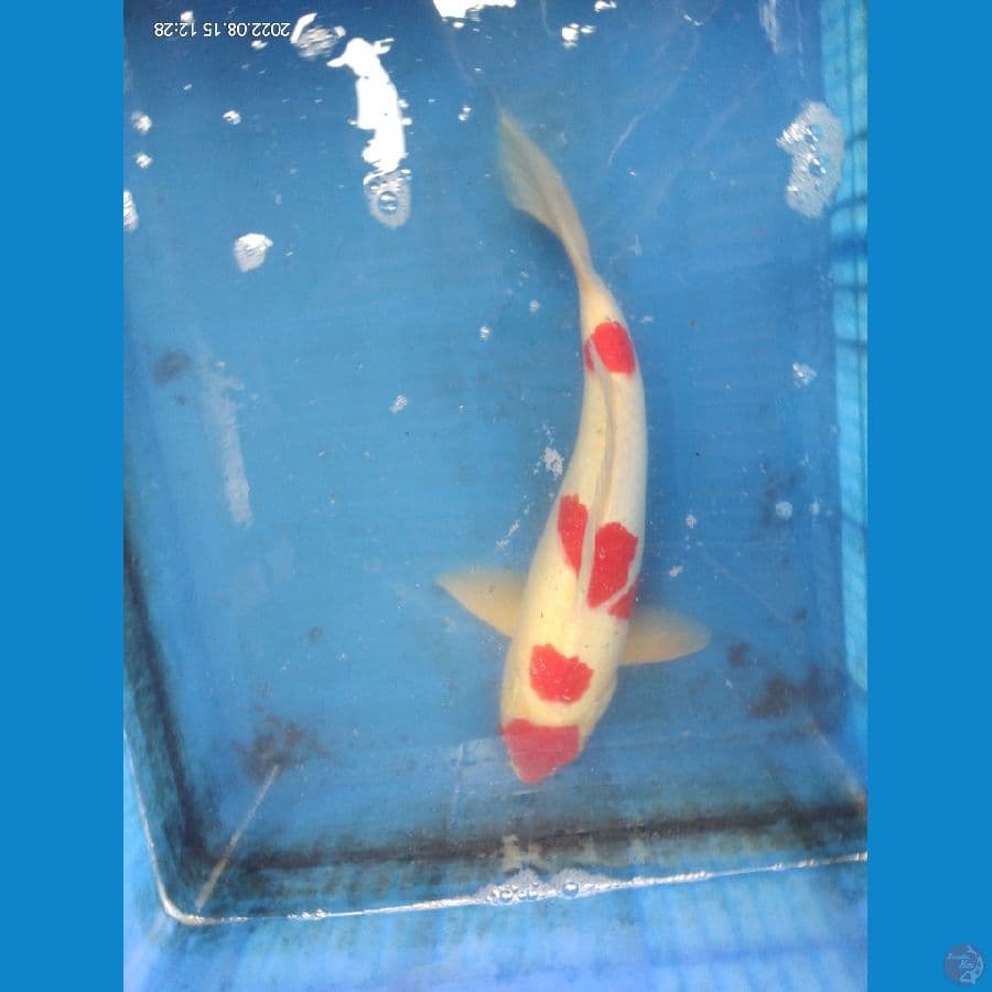 37cm.Kohaku strong