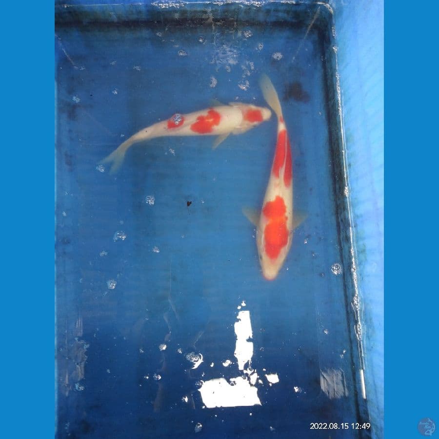 25-27cm. kohaku