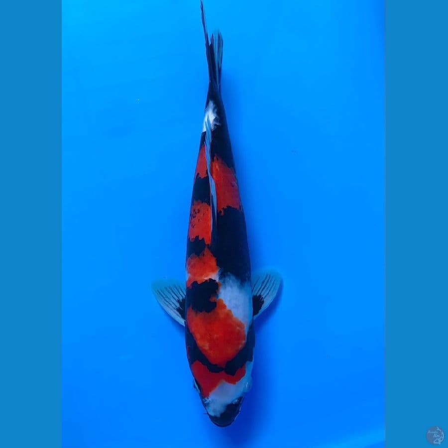 showa 35cm male