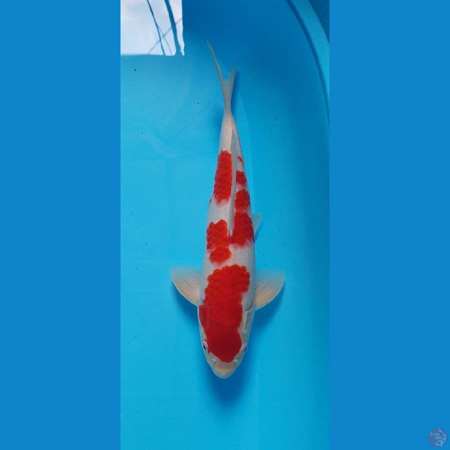 kohaku male red strong 35 cm