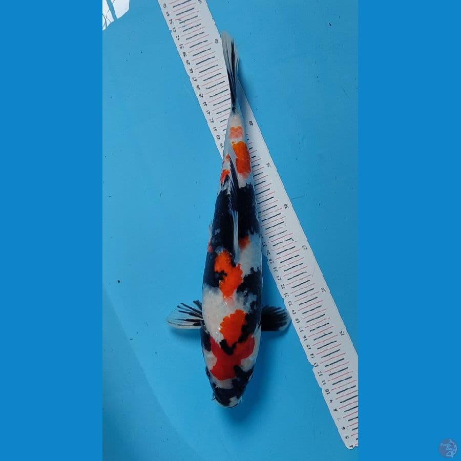 showa female 38 cm