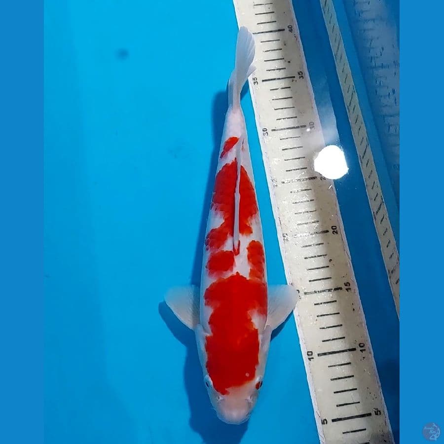 KOHAKU 31 CM
