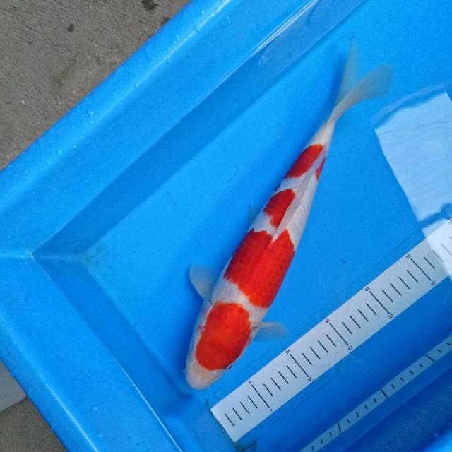 Male 36 cm