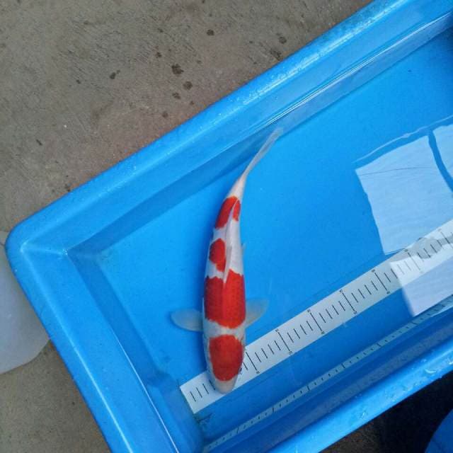 Male 36 cm