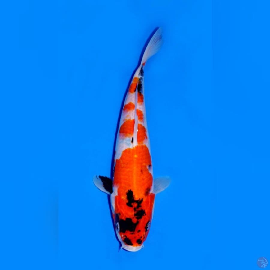 SHOWA 23CM