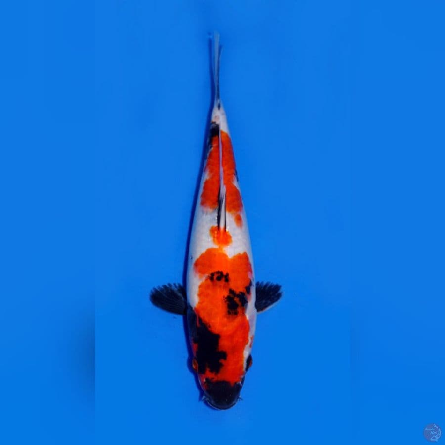 SHOWA 23CM