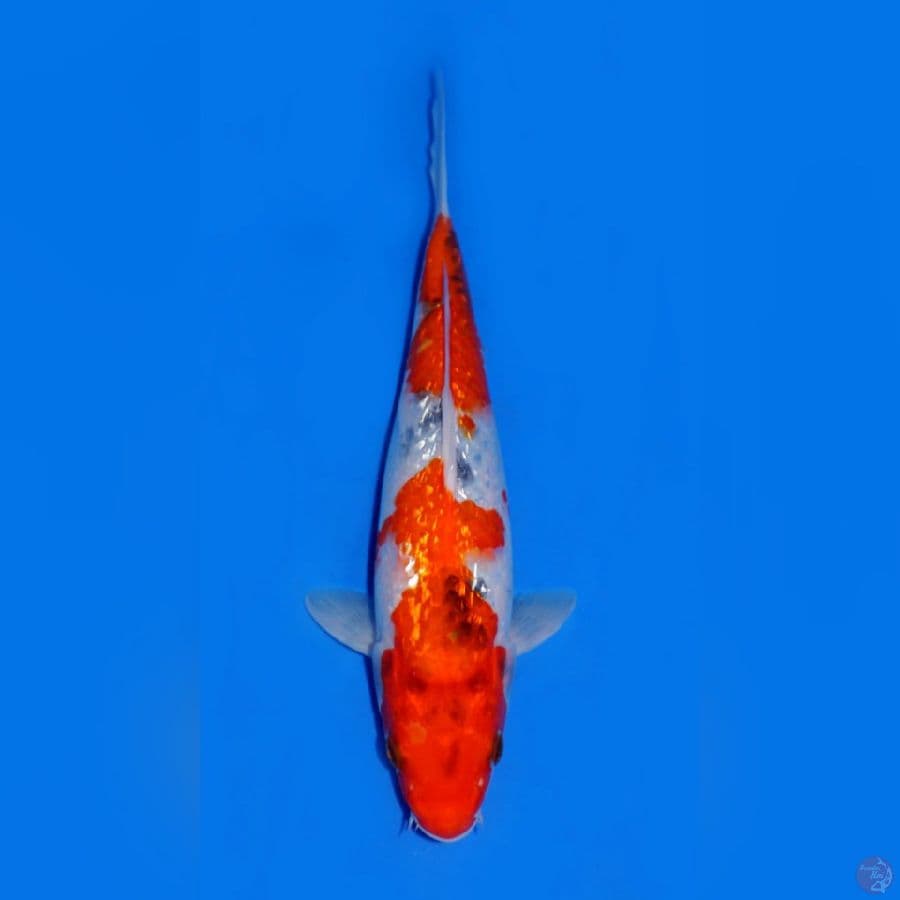 GINRIN SHOWA EVO 23CM