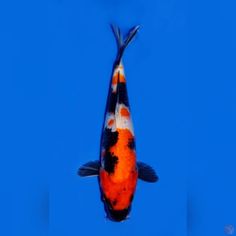 SHOWA 23CM
