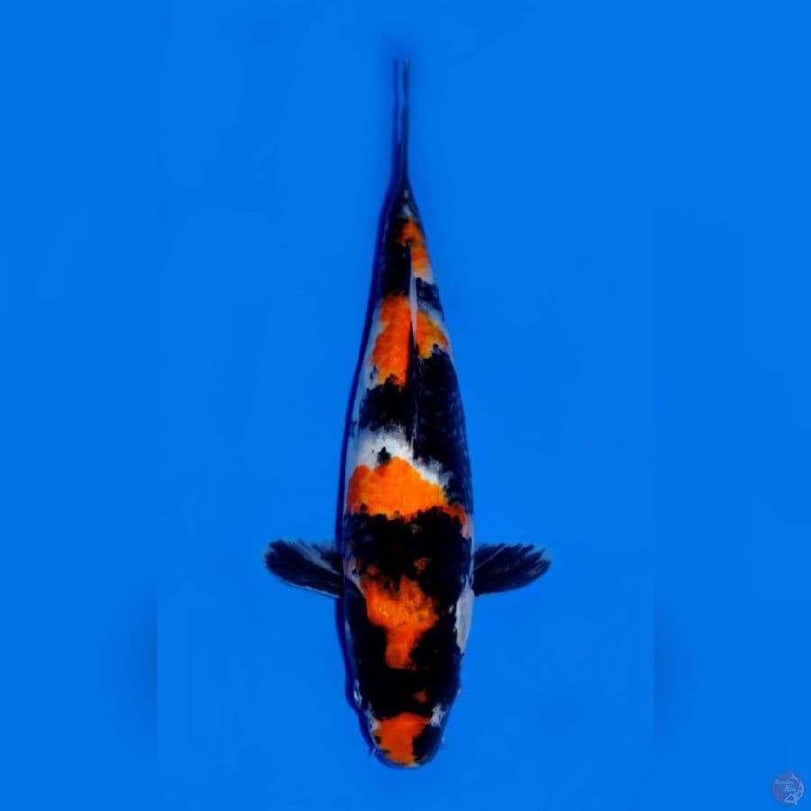 The HANZO - SHOWA 28CM