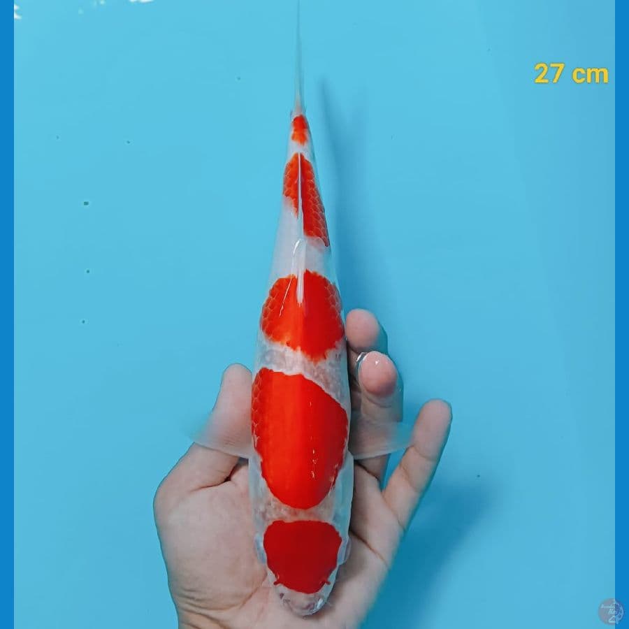 MARUTEN KOHAKU 27CM™