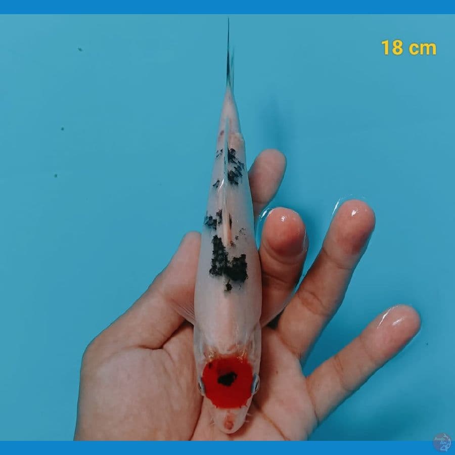 TANCHO SANKE 18CM