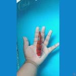 ghosiki ginrin 15 cm 