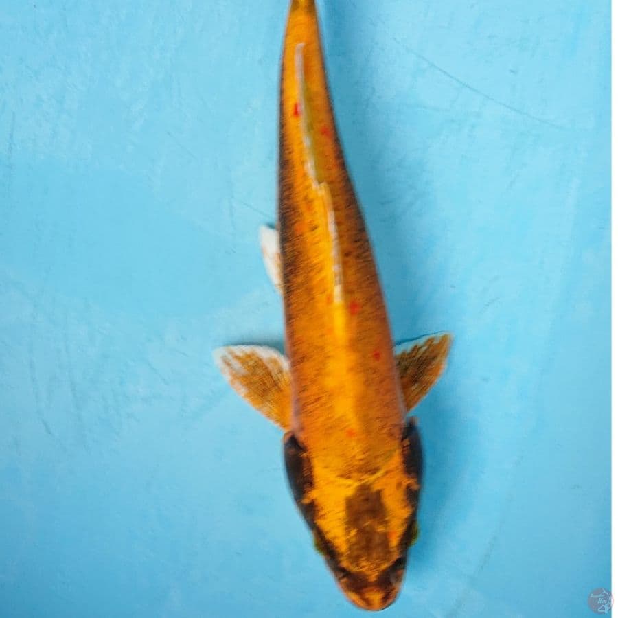 BANANA 32 CM