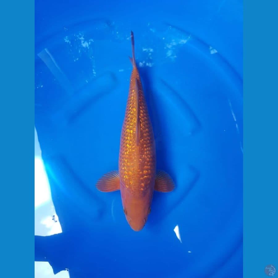 Tembaga fuull ginrin 37cm male bulky