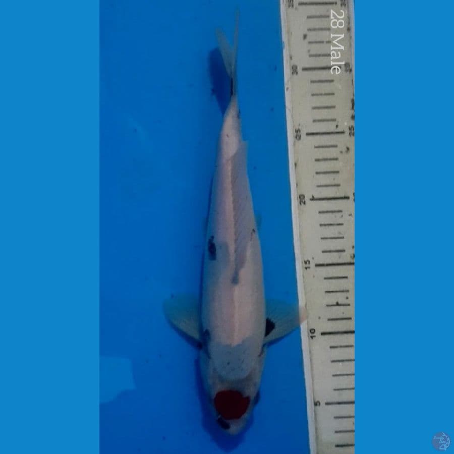TC SHOWA PROSPEK 30/Male