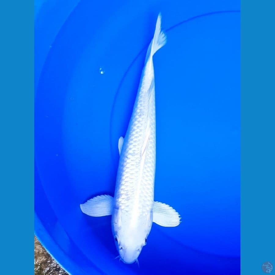PLATINUM PUUTIH 33/Male