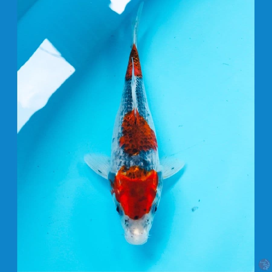 goshiki SB 22cm